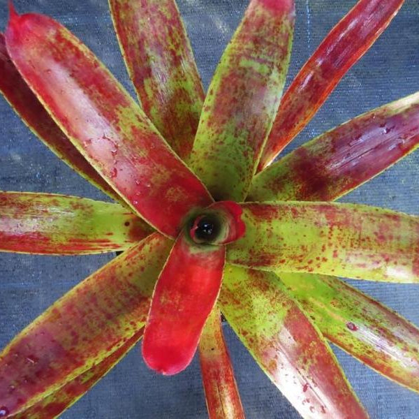 Neoregelia 'Sparky' | Bromeliad Paradise
