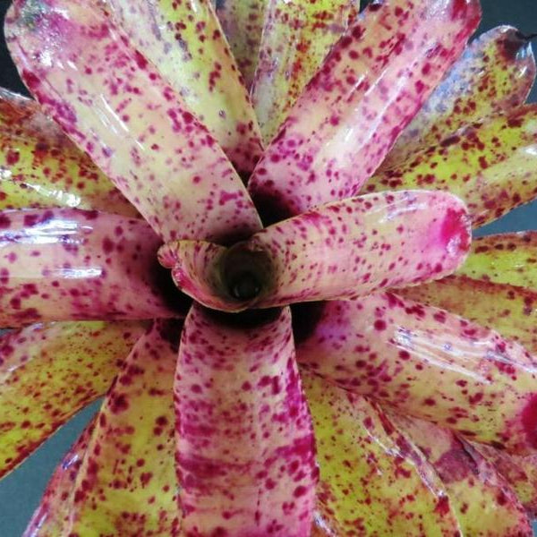 Neoregelia 'Specktickle' | Bromeliad Paradise