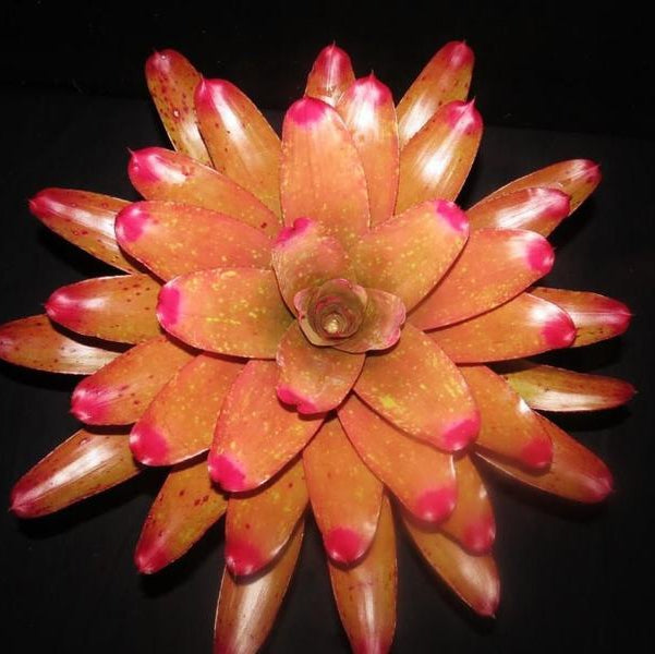 Neoregelia spectabilis 'Pink Chiffon'