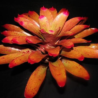 Neoregelia spectabilis 'Pink Chiffon' | Bromeliad Paradise
