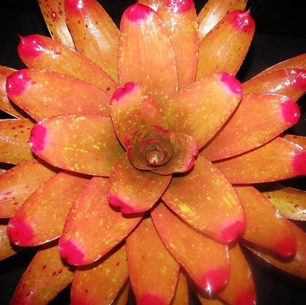 Neoregelia spectabilis 'Pink Chiffon' | Bromeliad Paradise