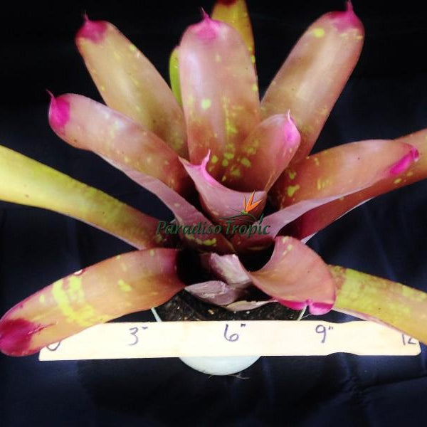 Neoregelia spectabilis 'Rubra' - Bromeliad Paradise