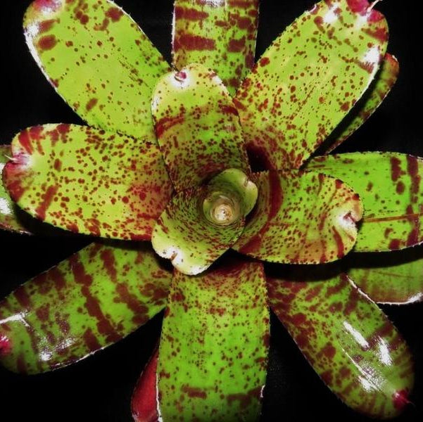 Neoregelia 'Spotted Night' | Bromeliad Paradise