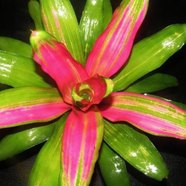 Neoregelia 'Staci' | Bromeliad Paradise