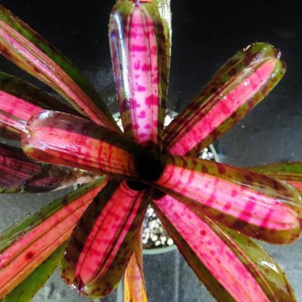 Neoregelia 'Star Blast' | Bromeliad Paradise