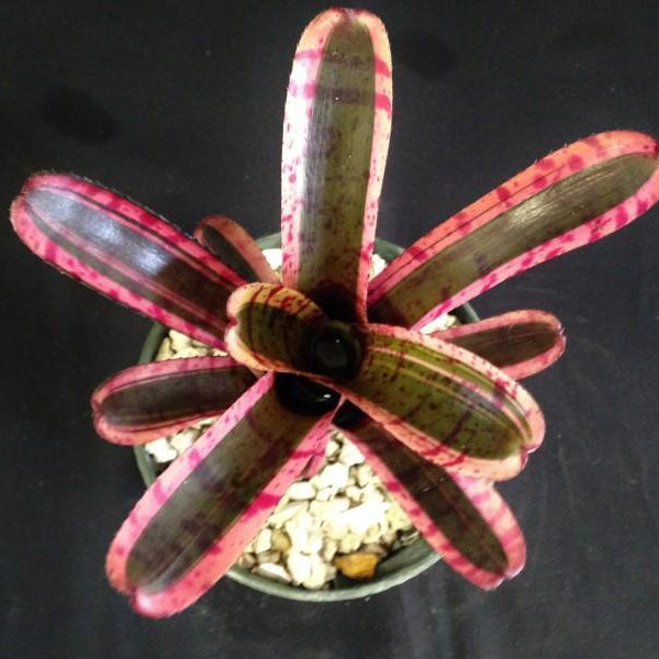 Neoregelia 'Star Fire' - Bromeliad Paradise