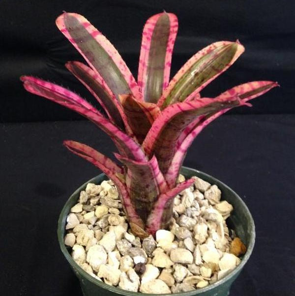Neoregelia 'Star Fire' - Bromeliad Paradise