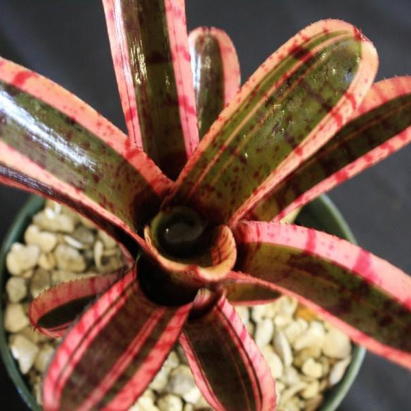 Neoregelia 'Star Fire' - Bromeliad Paradise