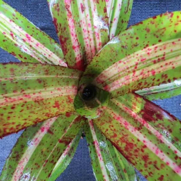 Neoregelia 'Stellar Blast'