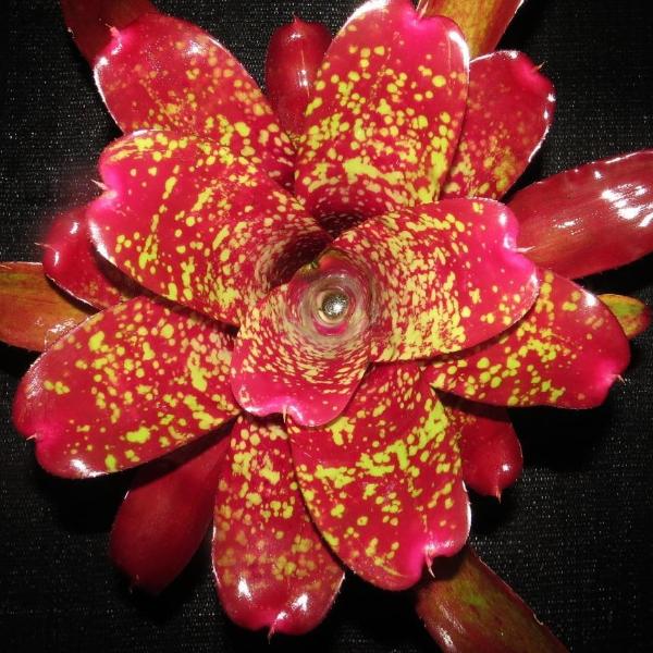 ブロメリア・エアープランツ Neoregelia Strawberry Roan Neoregelia 'Strawberry Roan' (1 juvenile specimen available