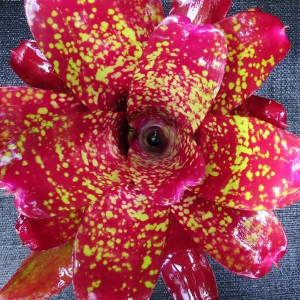 Neoregelia 'Strawberry Parfait' | Bromeliad Paradise