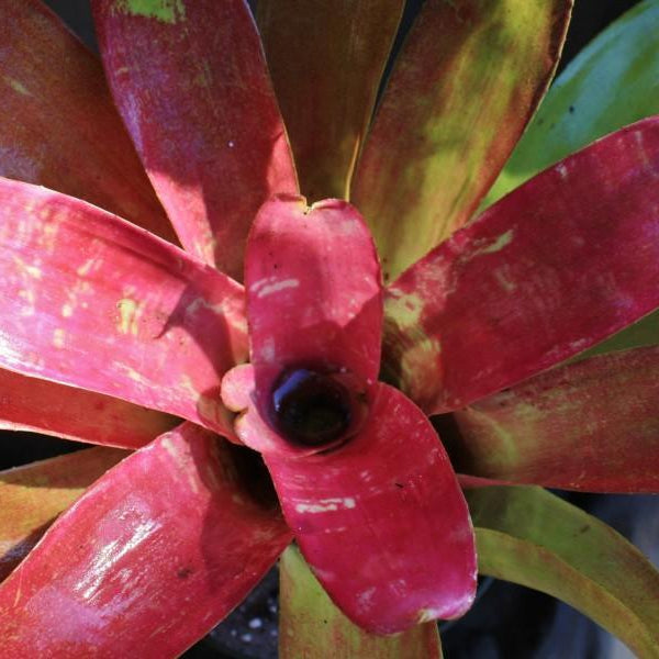 Neoregelia 'Struck With Paint' | Bromeliad Paradise