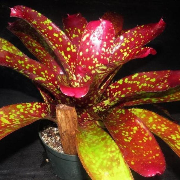 Neoregelia 'Super Aztec' - Bromeliad Paradise