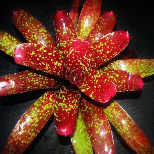 Neoregelia 'Super Aztec' - Bromeliad Paradise