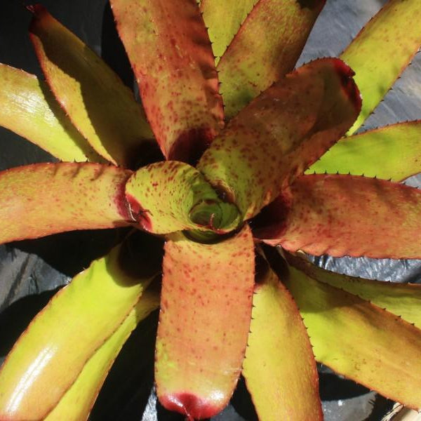 Neoregelia carcharodon 'Red Spots' - Bromeliad Paradise