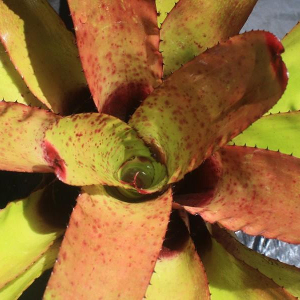 Neoregelia 'Super Aztec' x carcharodon 'Silver' | Bromeliad Paradise