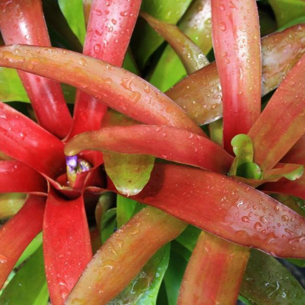 Neoregelia 'Superball' | Bromeliad Paradise