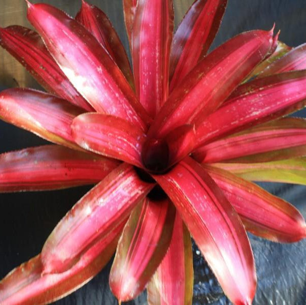Neoregelia 'Sweet Vibrations'