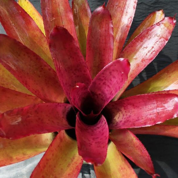 Neoregelia 'Syncopate' (Australia) | Bromeliad Paradise