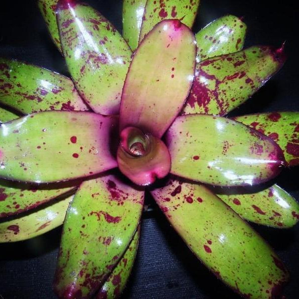 Neoregelia 'Takemura Princeps' | Bromeliad Paradise