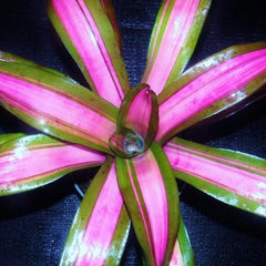 neoregelia-takizawa-princeps-