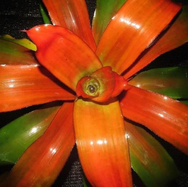 Neoregelia 'Tangerine' aka 'Grove's Tangerine' | Bromeliad Paradise