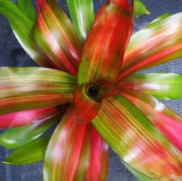 Neoregelia 'Tangerine' Variegated | Bromeliad Paradise