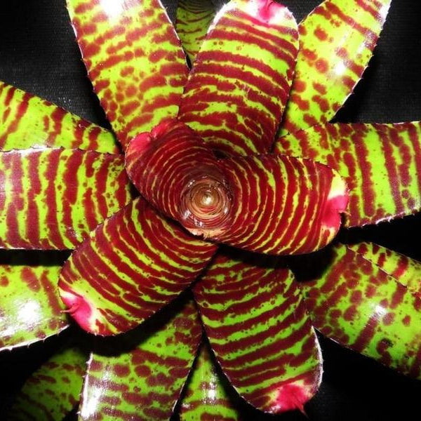 Neoregelia 'Tiger Blood' | Bromeliad Paradise