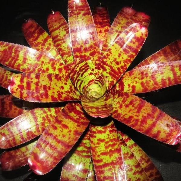 Neoregelia 'Tiger Head' | Bromeliad Paradise
