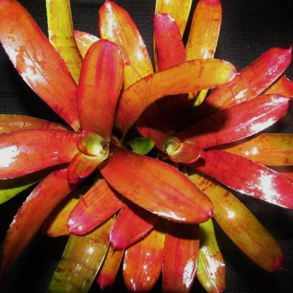 Neoregelia 'Tiger Prawn' | Bromeliad Paradise