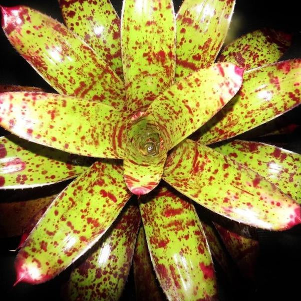 Neoregelia 'Tiger Tail' | Bromeliad Paradise