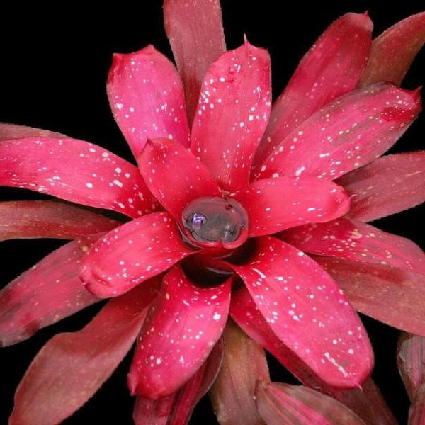 Neoregelia 'Treasure Chest' | Bromeliad Paradise