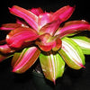Neoregelia 'Tricolor' x 'Royal Cordovan' | Bromeliad Paradise