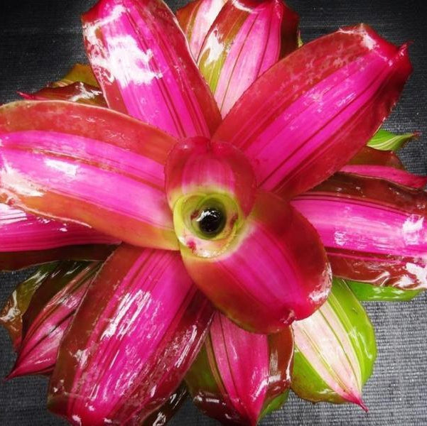Neoregelia 'Tricolor' x 'Royal Cordovan' | Bromeliad Paradise
