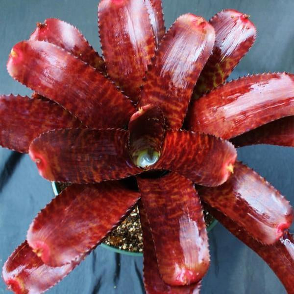 Neoregelia 'Tunisia' | Bromeliad Paradise