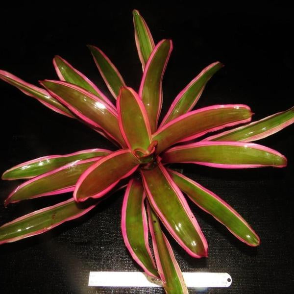 Neoregelia 'valentine' - Bromeliad Paradise