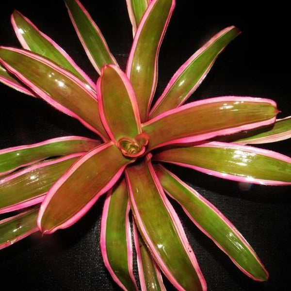 Neoregelia 'Valentine' | Bromeliad Paradise