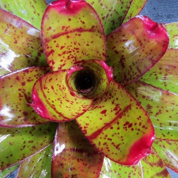 Neoregelia 'Valkyrie' | Bromeliad Paradise