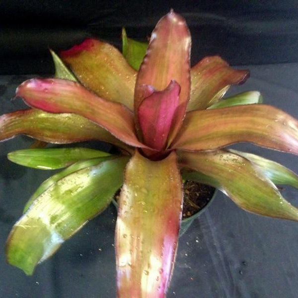 Neoregelia 'Voodoo Doll' - Bromeliad Paradise