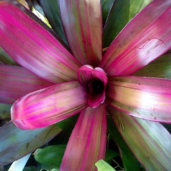 Neoregelia 'Voodoo Doll' | Bromeliad Paradise