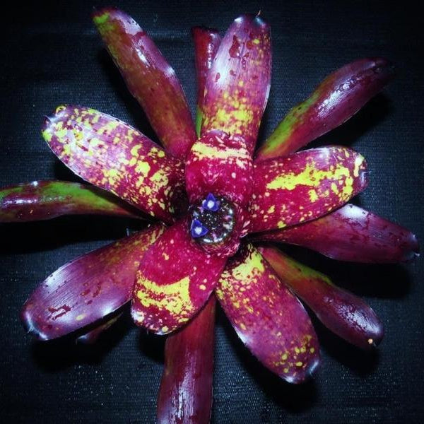 Neoregelia 'Wild Night' | Bromeliad Paradise