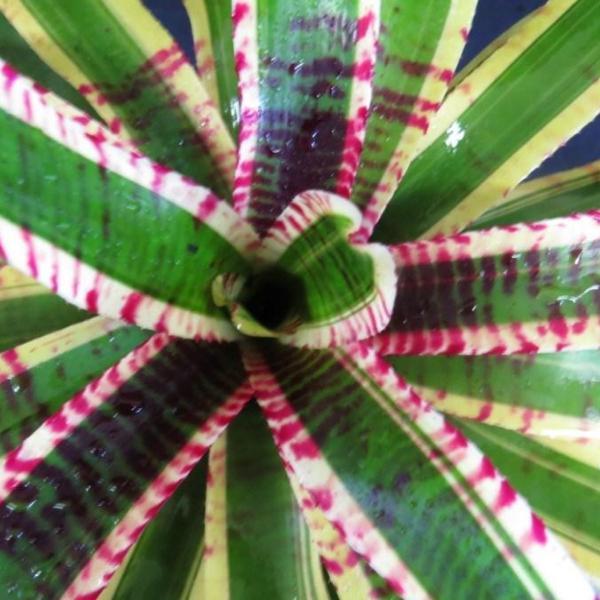 Neoregelia 'Wild Rabbit' - Bromeliad Paradise