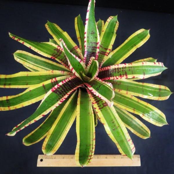 Neoregelia 'Wild Rabbit' - Bromeliad Paradise