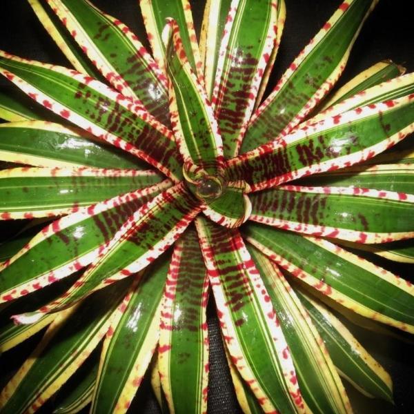 Neoregelia 'Wild Rabbit' - Bromeliad Paradise Neoregelia 'Wild Rabbit' - Bromeliad Paradise
