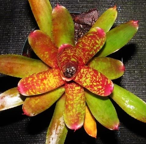 Neoregelia 'Wild Tiger' - Bromeliad Paradise Neoregelia 'Wild Tiger' - Bromeliad Paradise