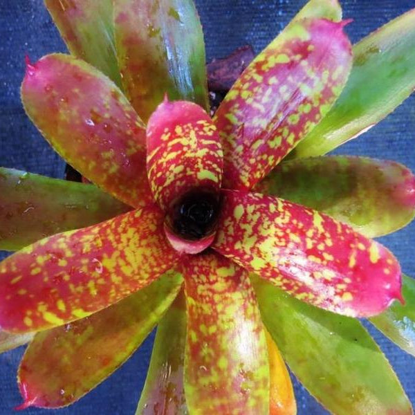 ブロメリア・エアープランツ Neoregelia Sun Fine Tiger Neoregelia Sun Fine Tiger