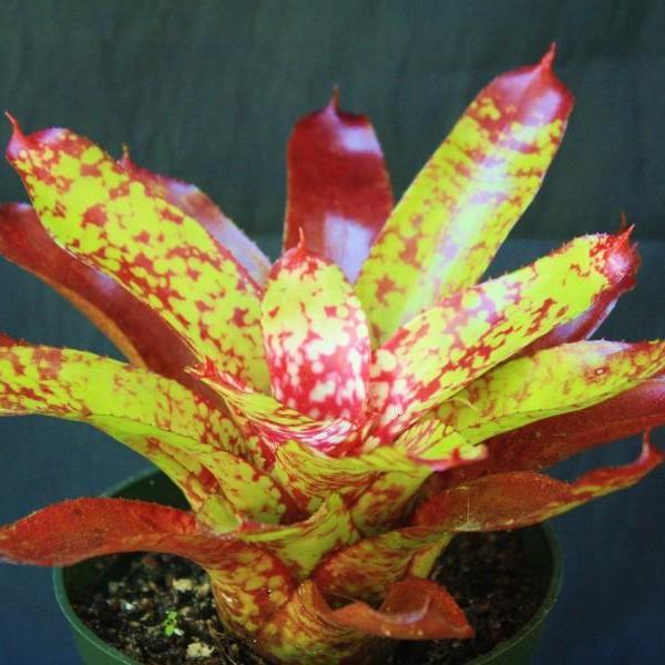 winnie the pooh succulent Neoregelia 'Winnie the Pooh'