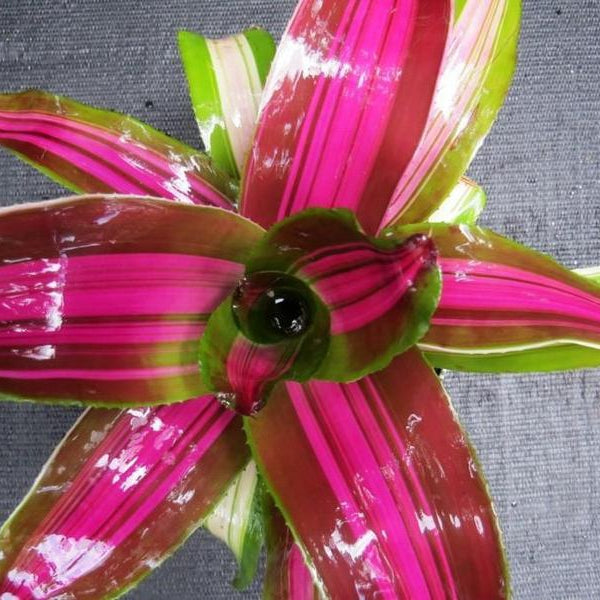 Neoregelia 'Wolfgang' | Bromeliad Paradise