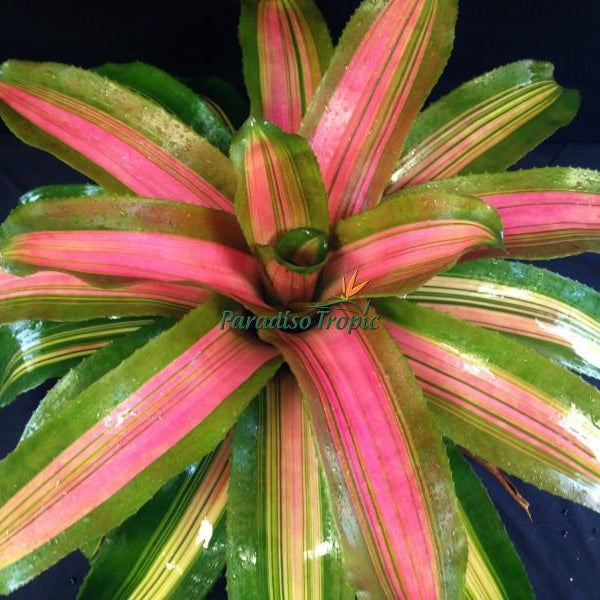 Neoregelia 'Yang' - Bromeliad Paradise