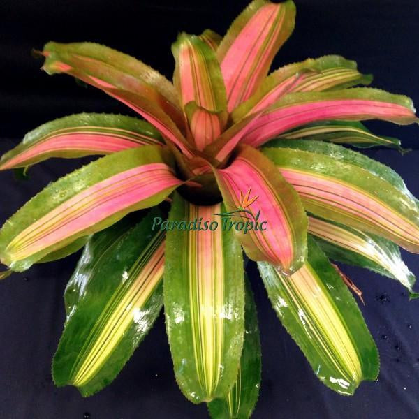 Neoregelia 'yang' - Bromeliad Paradise